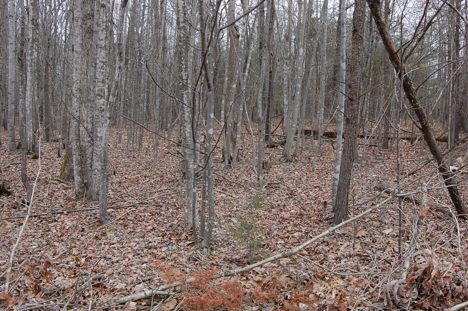 Lot 31 Gap Bridge Road Moneta, VA 24121 - Photo 1 of 1 DSC_0905