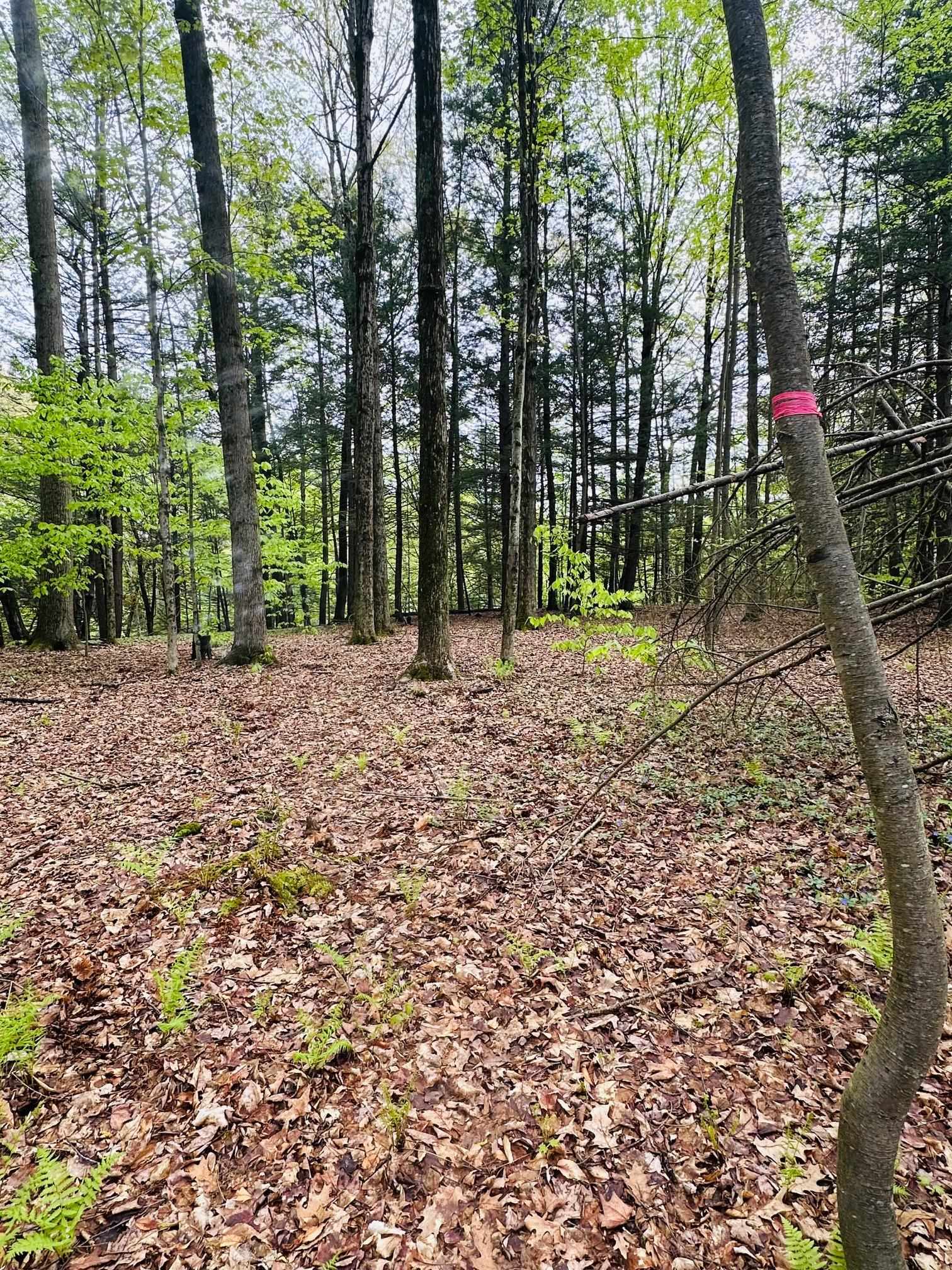 41 Old Depot Road Putney, VT 05346 - Photo 2 of 11