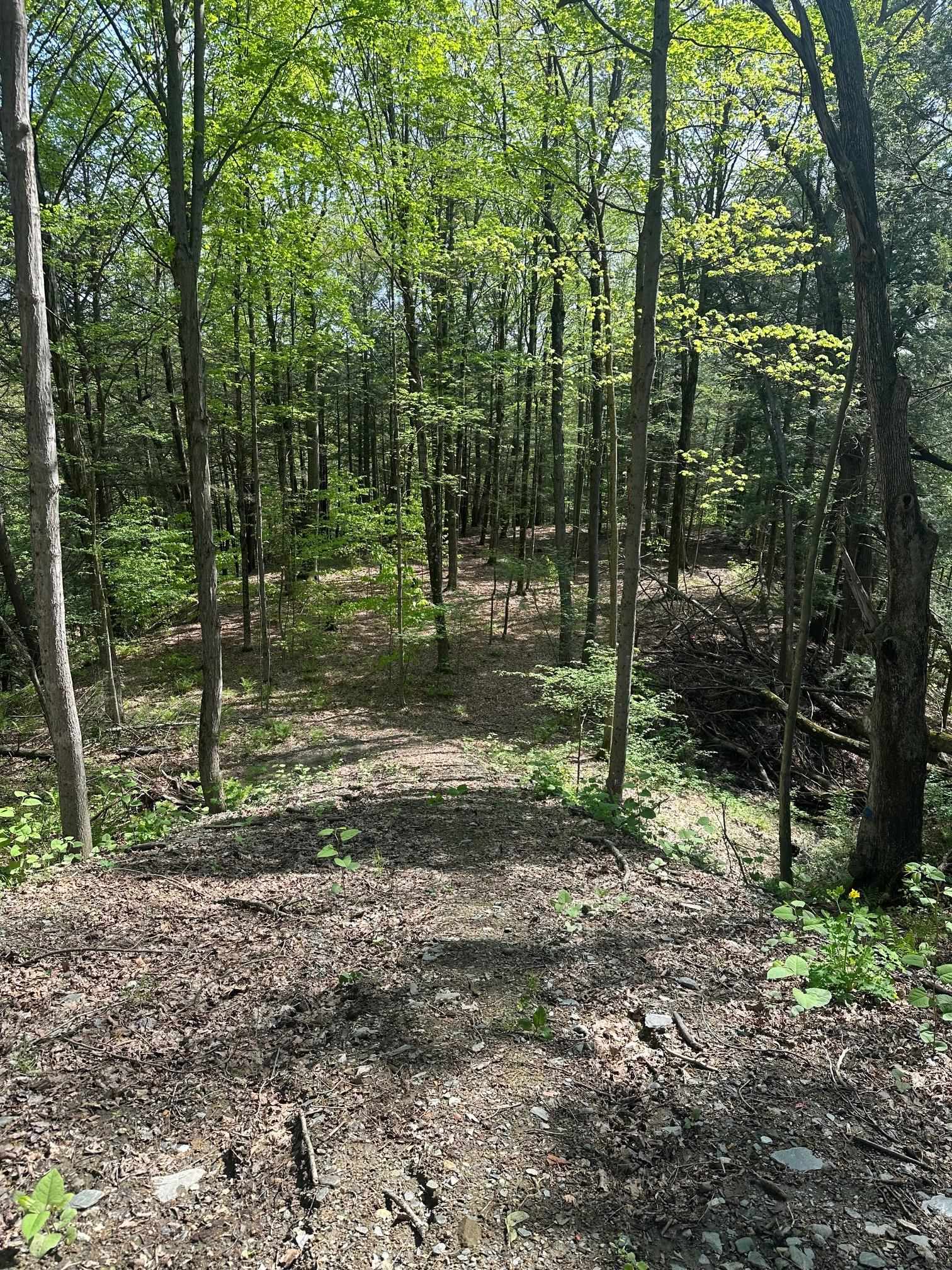 41 Old Depot Road Putney, VT 05346 - Photo 5 of 11