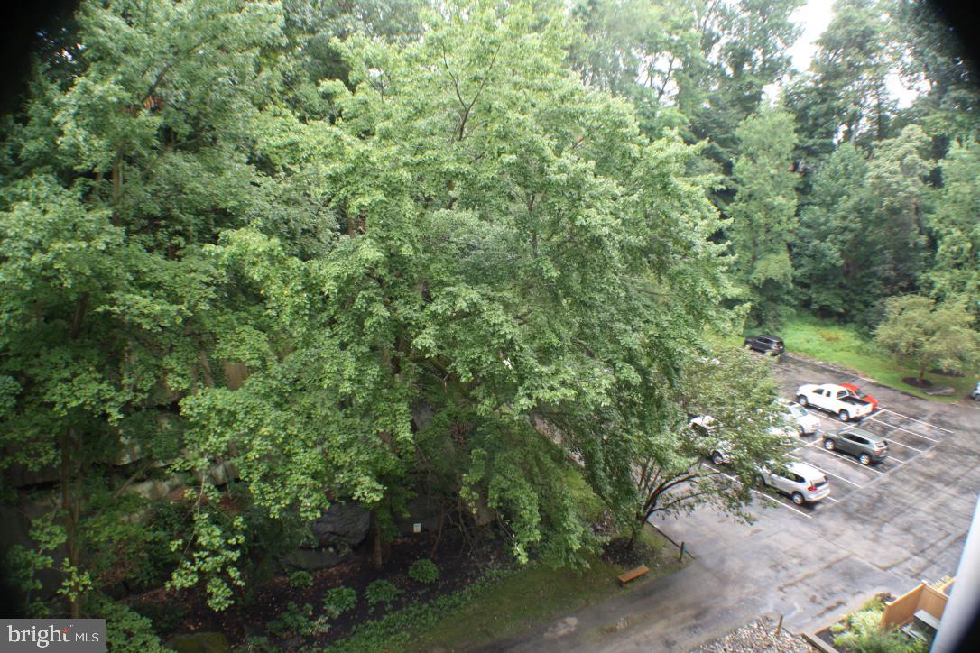 800 Avondale Road, Unit 6C Wallingford, PA 19086 - Photo 20 of 25 a view of a forest with a tree