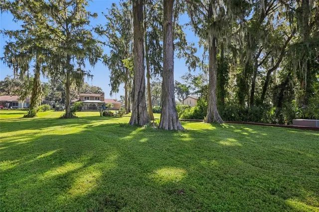 a view of a park with large trees