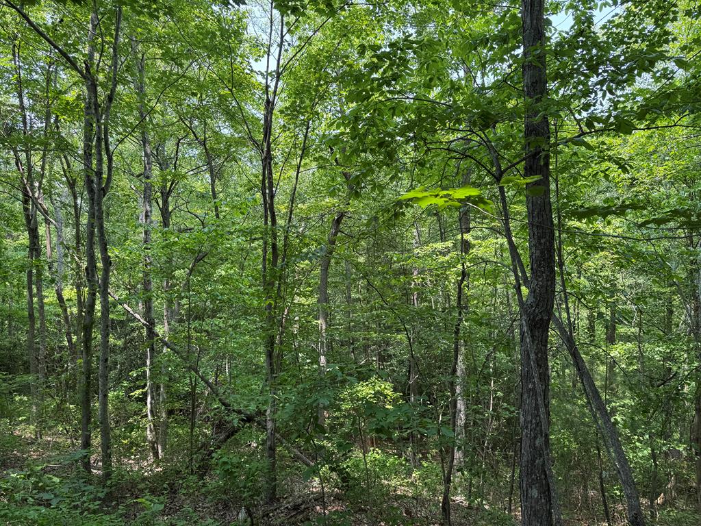 0 Old Mill Road Patrick Springs, VA 24133 - Photo 13 of 16 Gallery Image 13