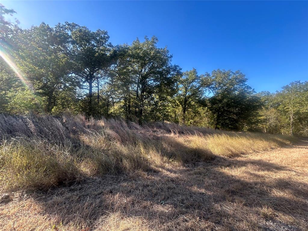 0 Boca Chia Malakoff, TX 75148 - Photo 3 of 10 a view of a yard with a tree
