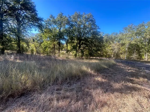 a view of a forest with trees in the background