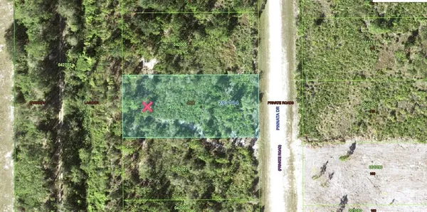 a view of a forest with a tree