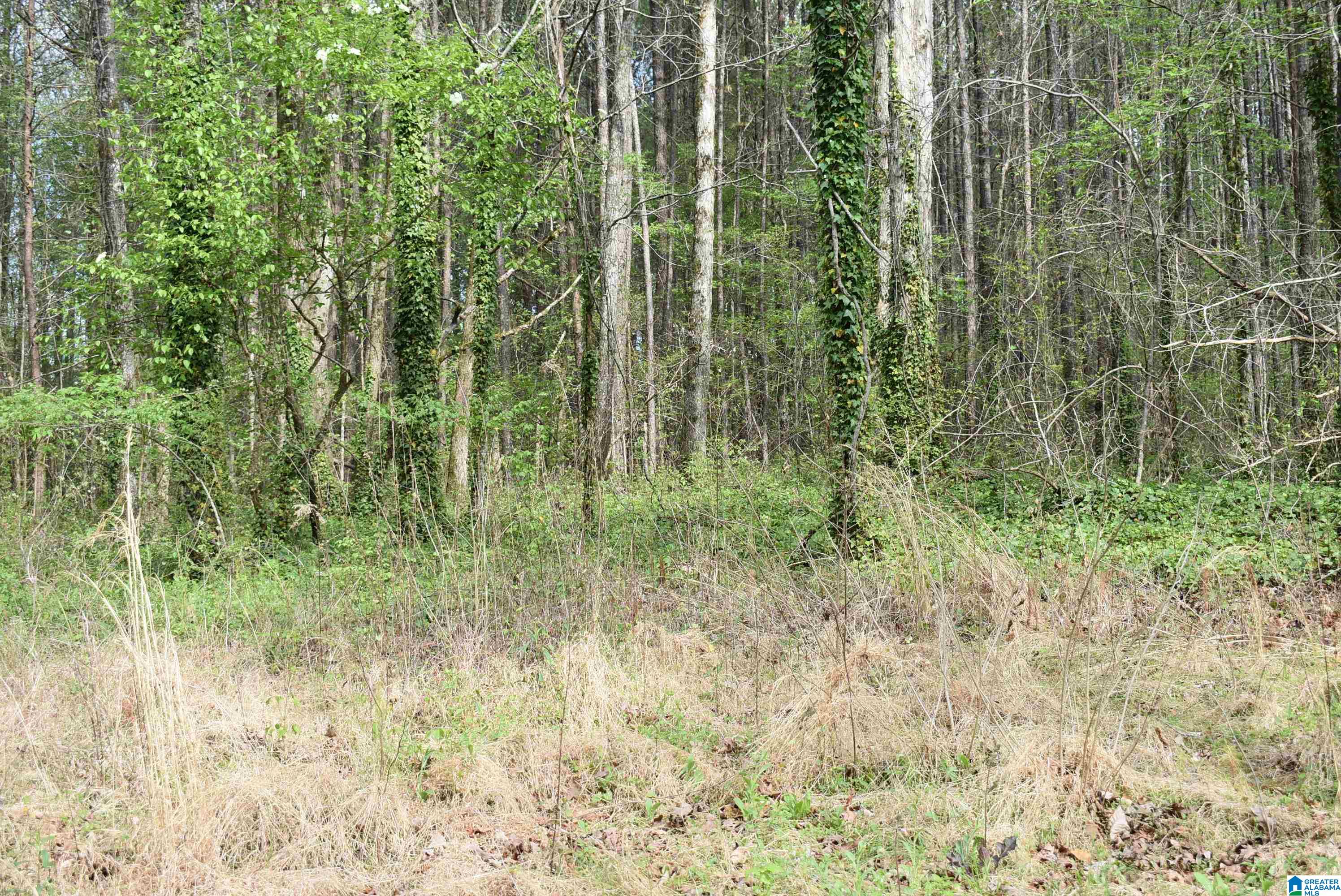8501 Haig Rogers Cemetary Road Morris, AL 35116 - Photo 4 of 5