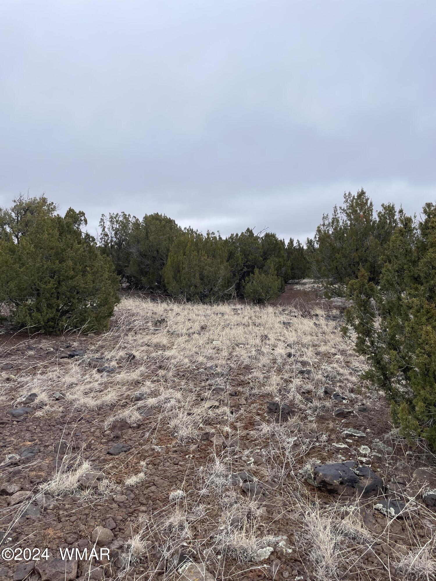 2073 Supancheck Road Show Low, AZ 85901 - Photo 4 of 21 IMG_1583