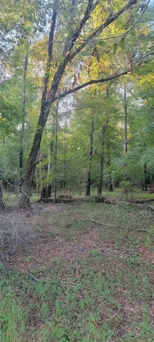 a view of a yard with plants and large trees
