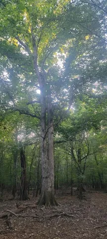a view of a forest with trees in the background