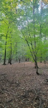 a view of a forest with trees in front of it