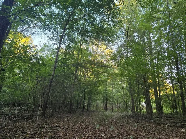 a view of a forest with trees in the background