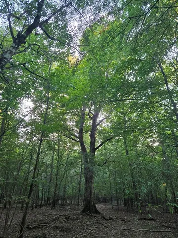 a view of a forest