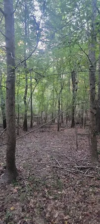a view of forest