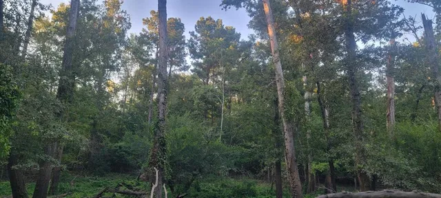 a view of outdoor space and green space