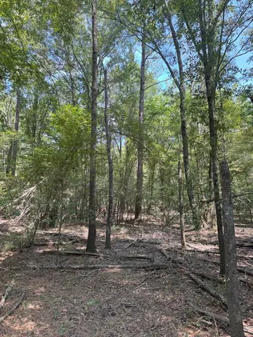 a view of a tree in a yard