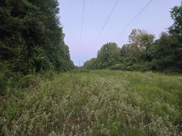 a view of a field with a tree