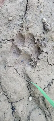 a backyard of a house with lots of plants and tree