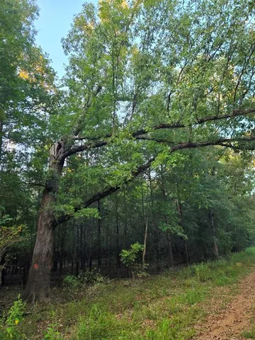 a view of a large yard with lots of green space