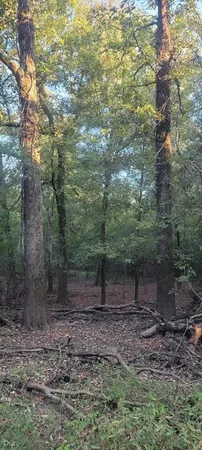 a view of a forest with trees