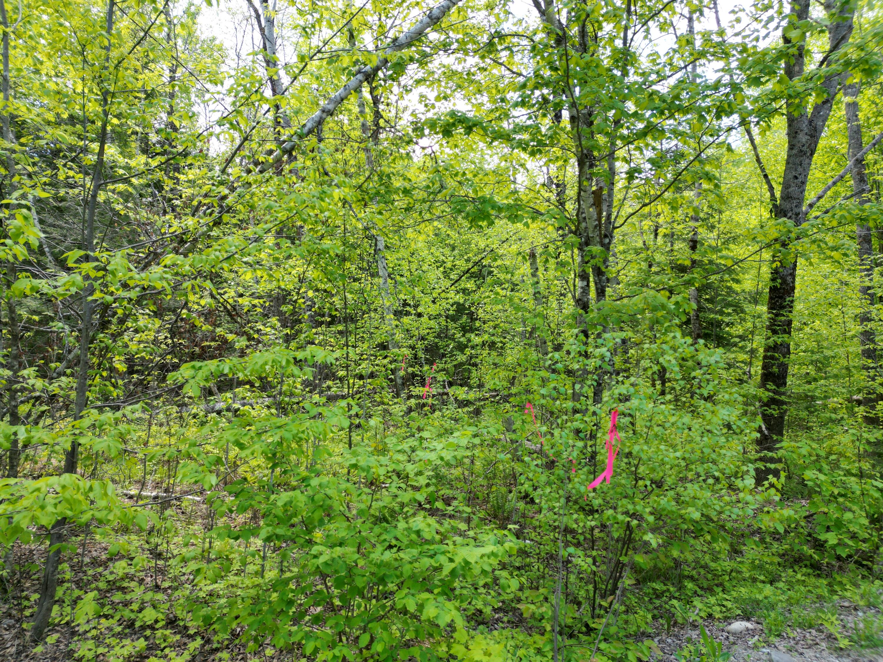 Lot 12-1a Hale Farm Road Lee, ME 04455 - Photo 5 of 14 DJI_0007