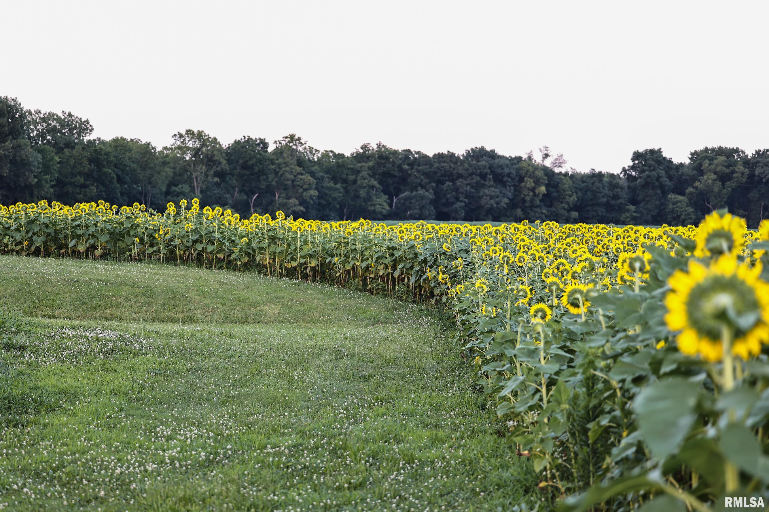 29498 420th Street Griggsville, IL 62340 - Photo 11 of 86