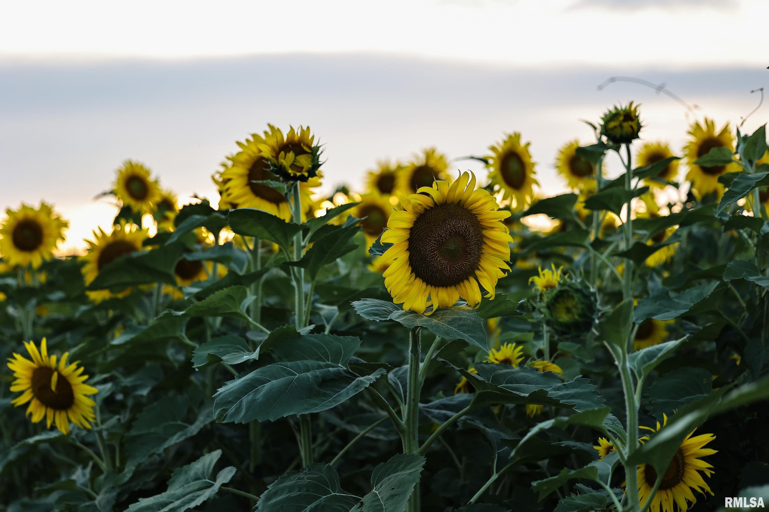29498 420th Street Griggsville, IL 62340 - Photo 12 of 86