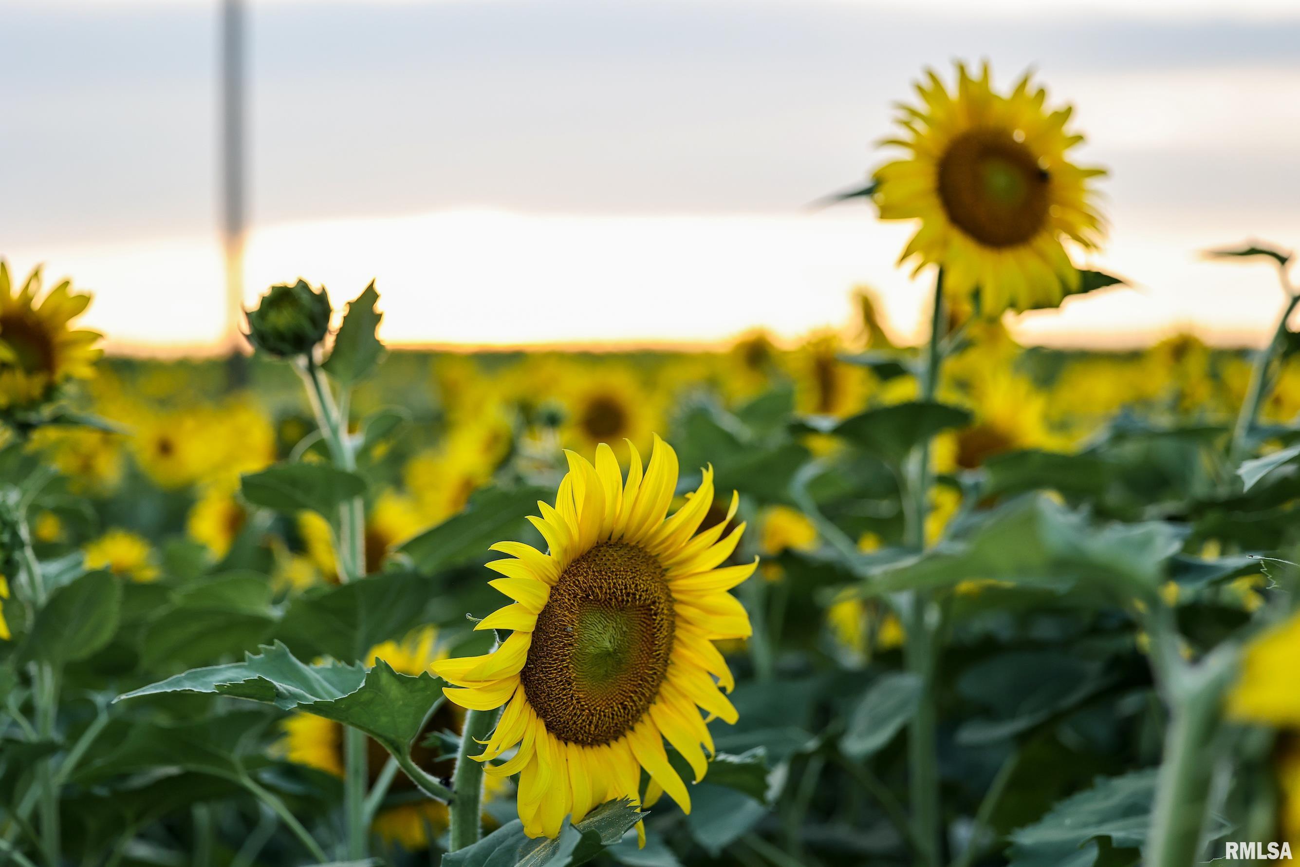 29498 420th Street Griggsville, IL 62340 - Photo 15 of 86
