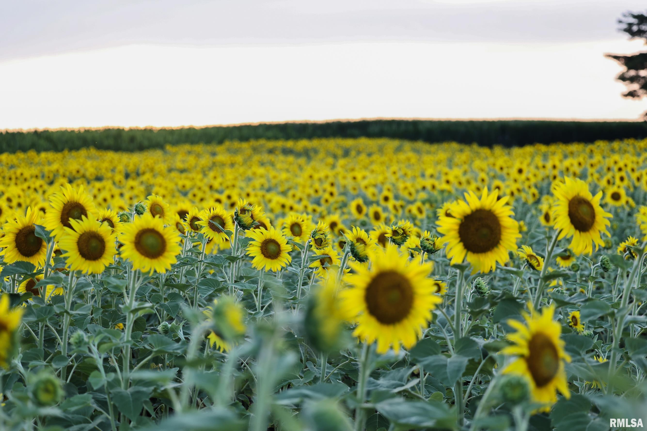 29498 420th Street Griggsville, IL 62340 - Photo 16 of 86