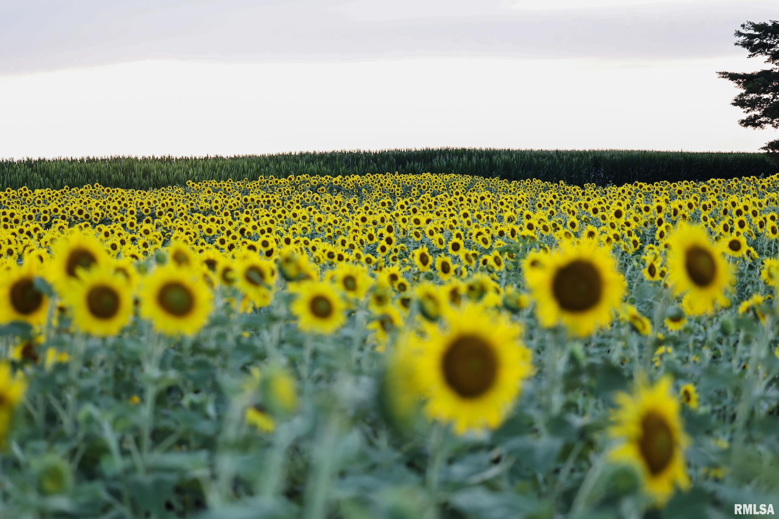 29498 420th Street Griggsville, IL 62340 - Photo 17 of 86