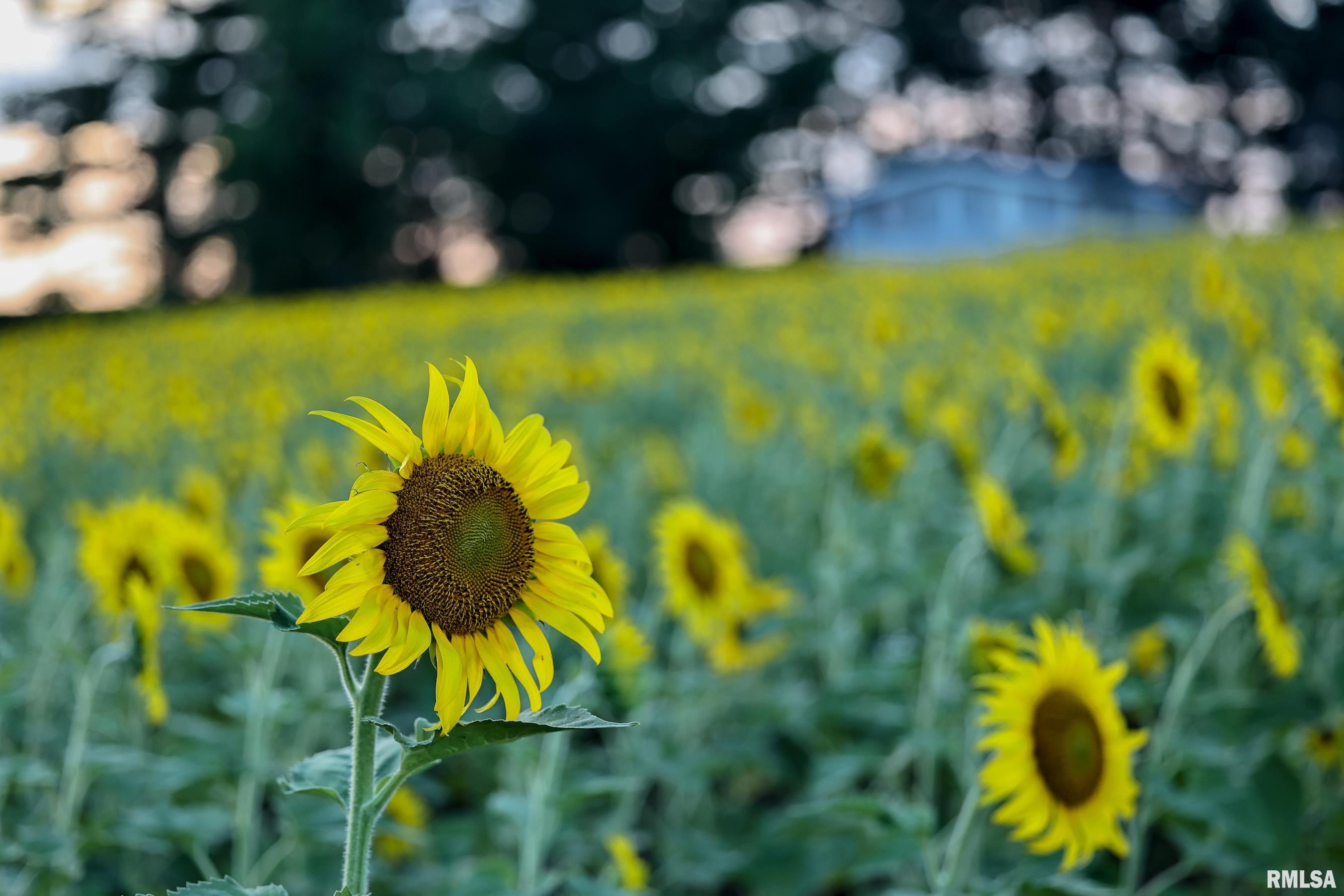 29498 420th Street Griggsville, IL 62340 - Photo 18 of 86