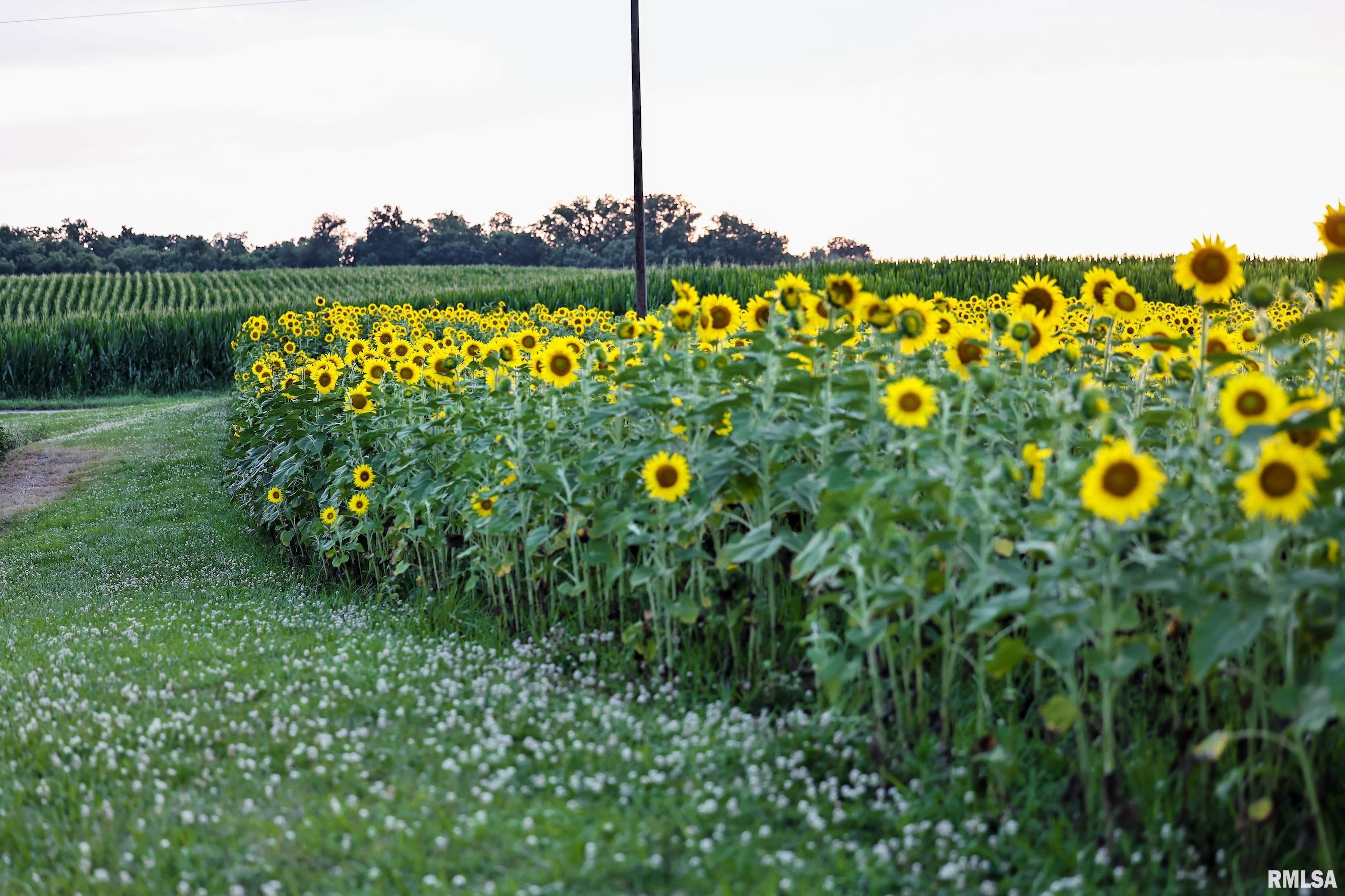 29498 420th Street Griggsville, IL 62340 - Photo 21 of 86