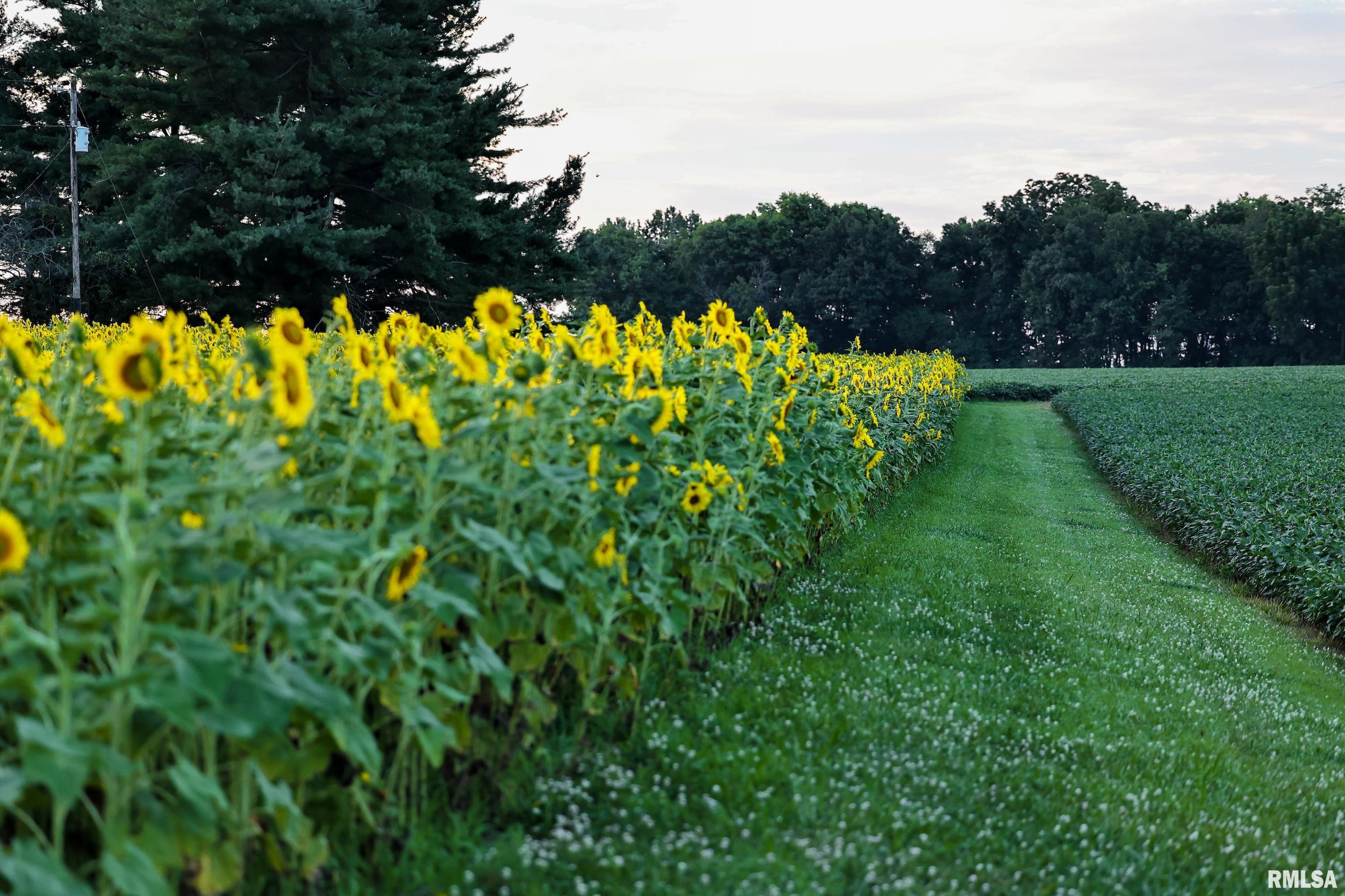 29498 420th Street Griggsville, IL 62340 - Photo 24 of 86