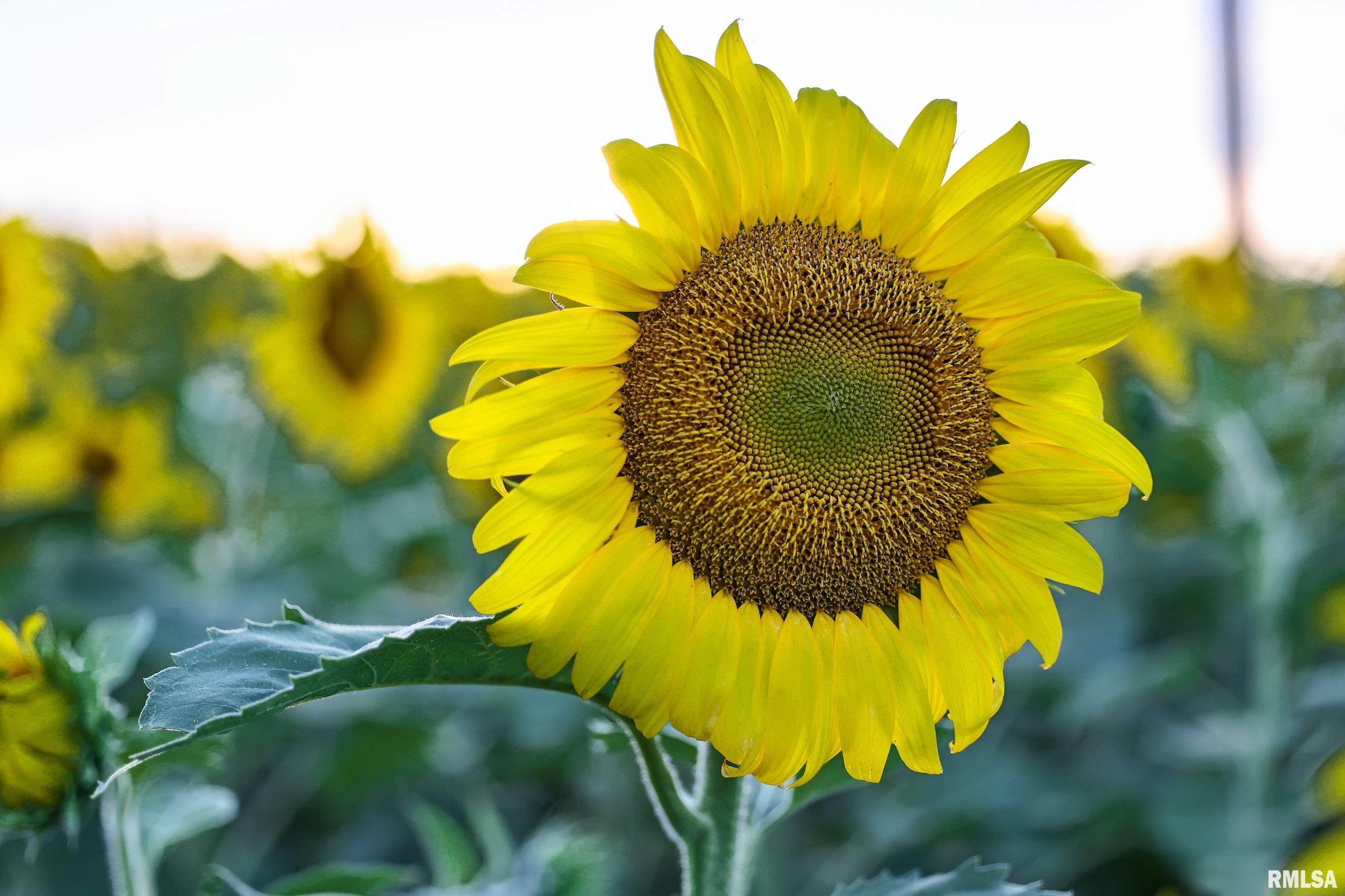 29498 420th Street Griggsville, IL 62340 - Photo 28 of 86