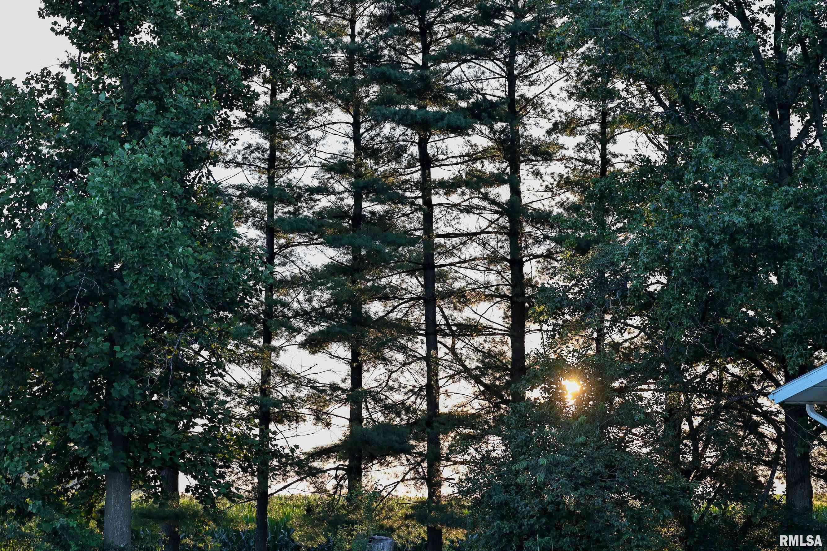 29498 420th Street Griggsville, IL 62340 - Photo 32 of 86