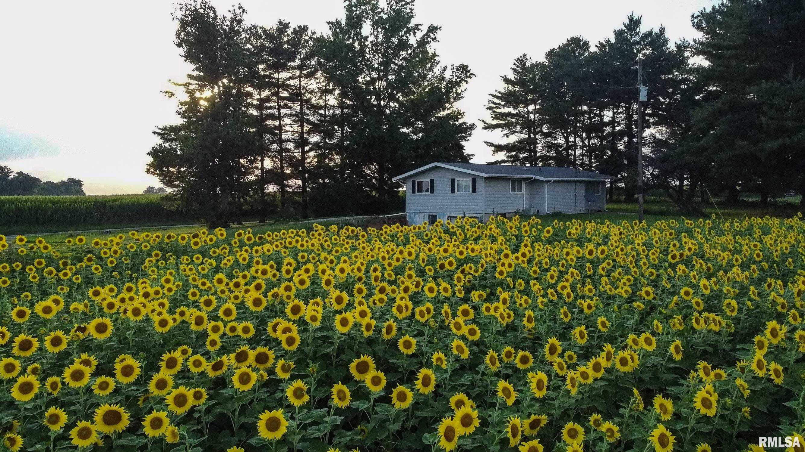29498 420th Street Griggsville, IL 62340 - Photo 70 of 86