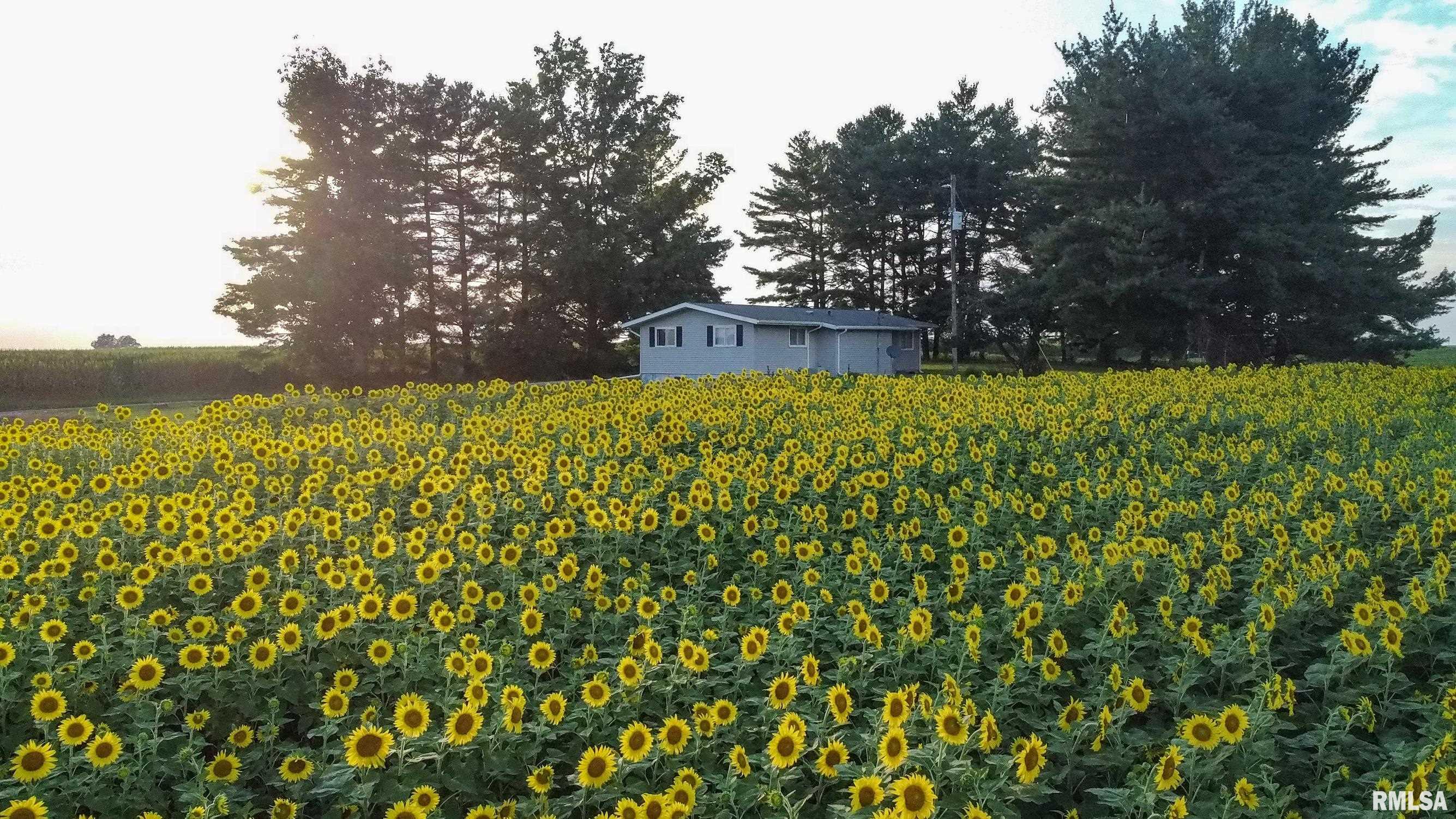 29498 420th Street Griggsville, IL 62340 - Photo 73 of 86