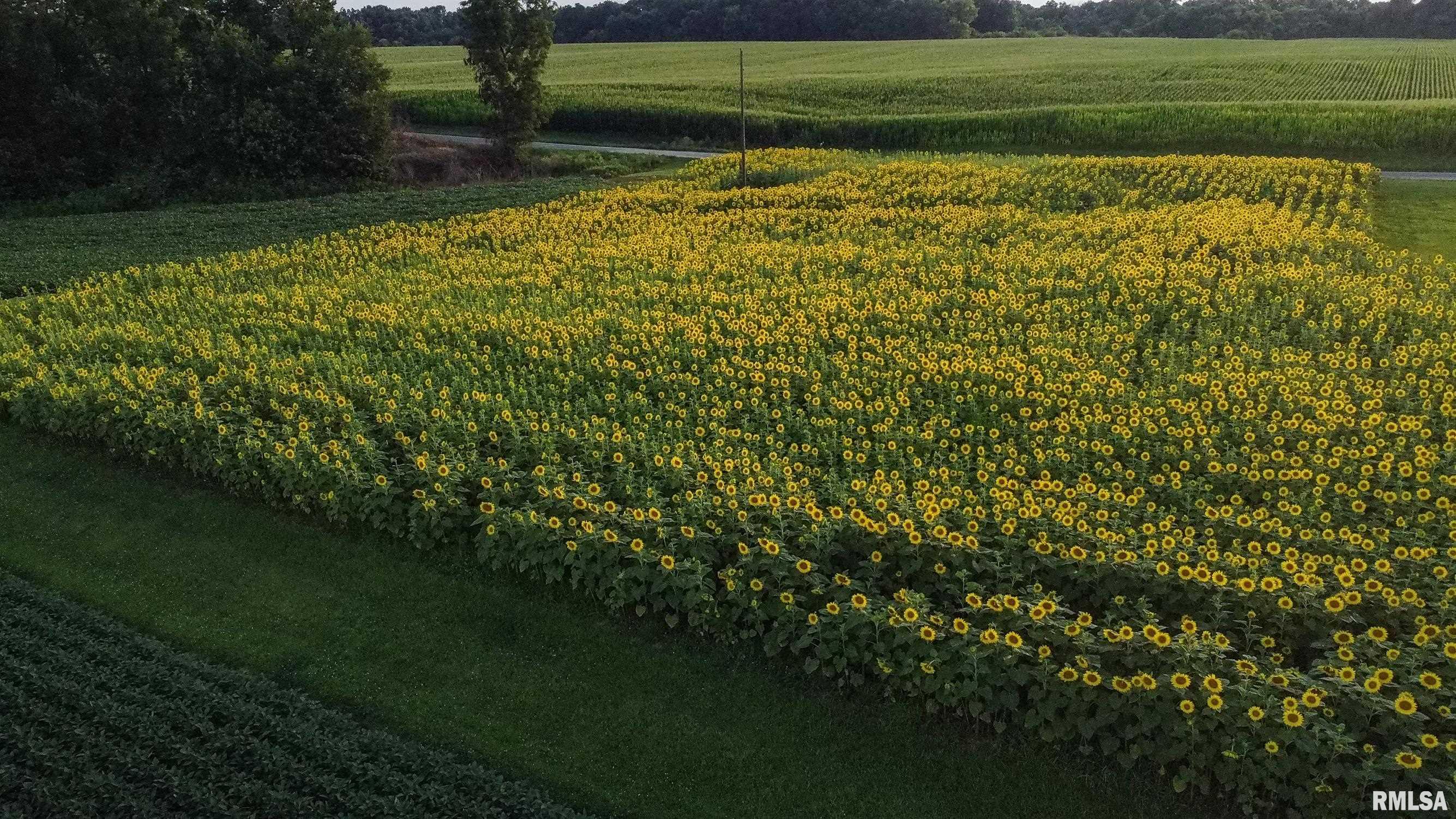 29498 420th Street Griggsville, IL 62340 - Photo 76 of 86