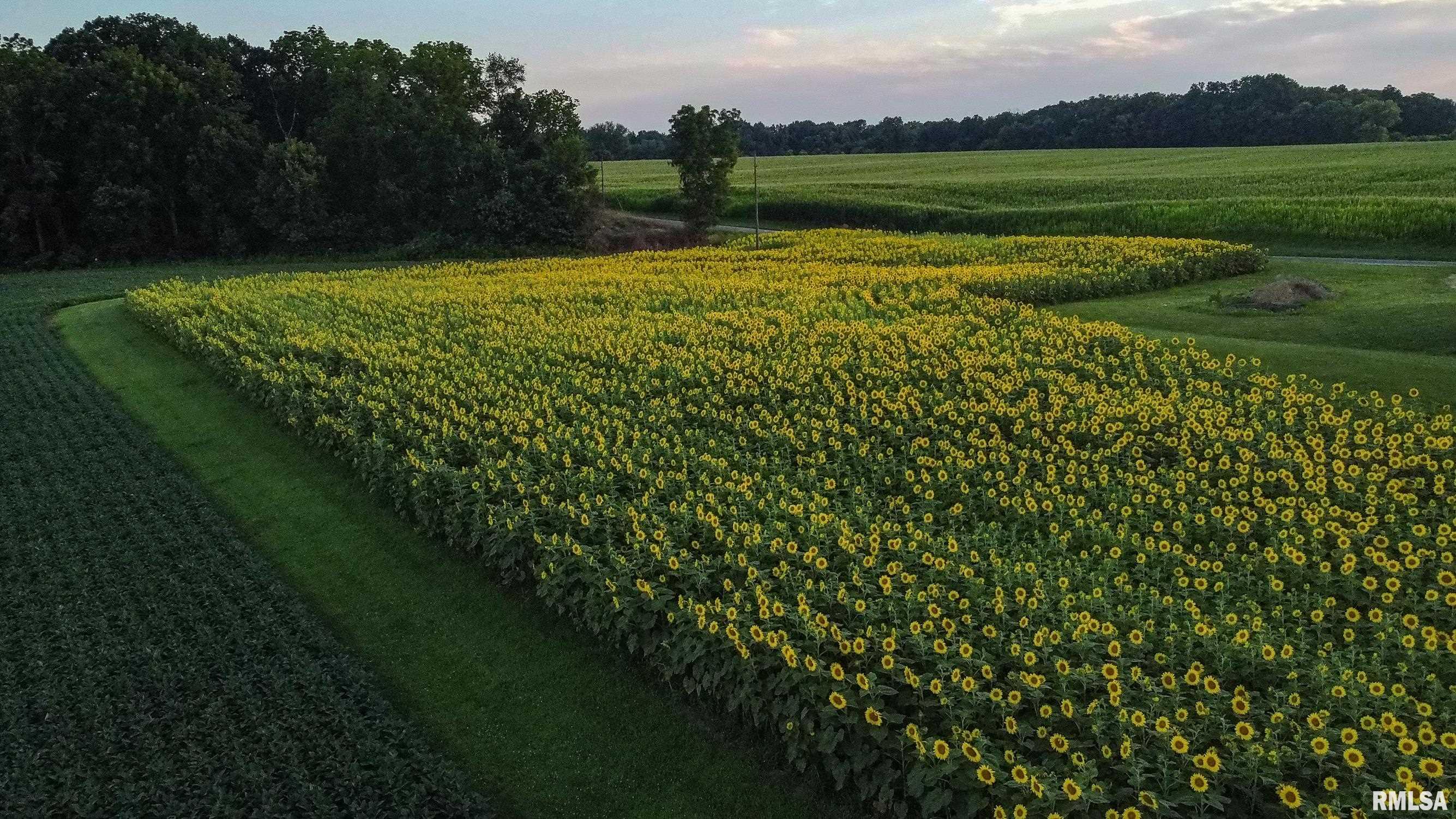 29498 420th Street Griggsville, IL 62340 - Photo 77 of 86