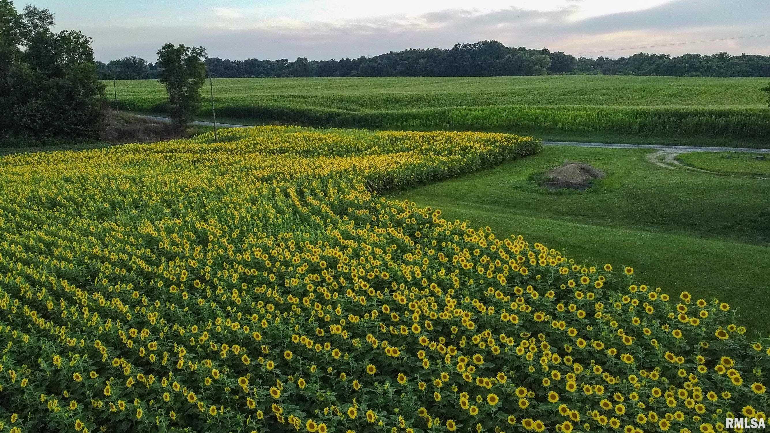 29498 420th Street Griggsville, IL 62340 - Photo 78 of 86