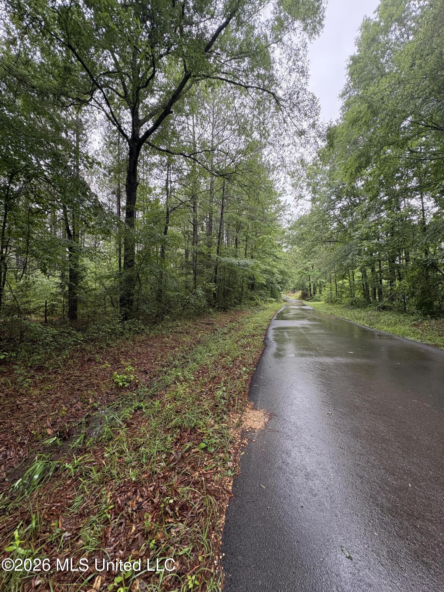 0 Steel Creek Road Georgetown, MS 39078 - Photo 11 of 12 IMG_8364
