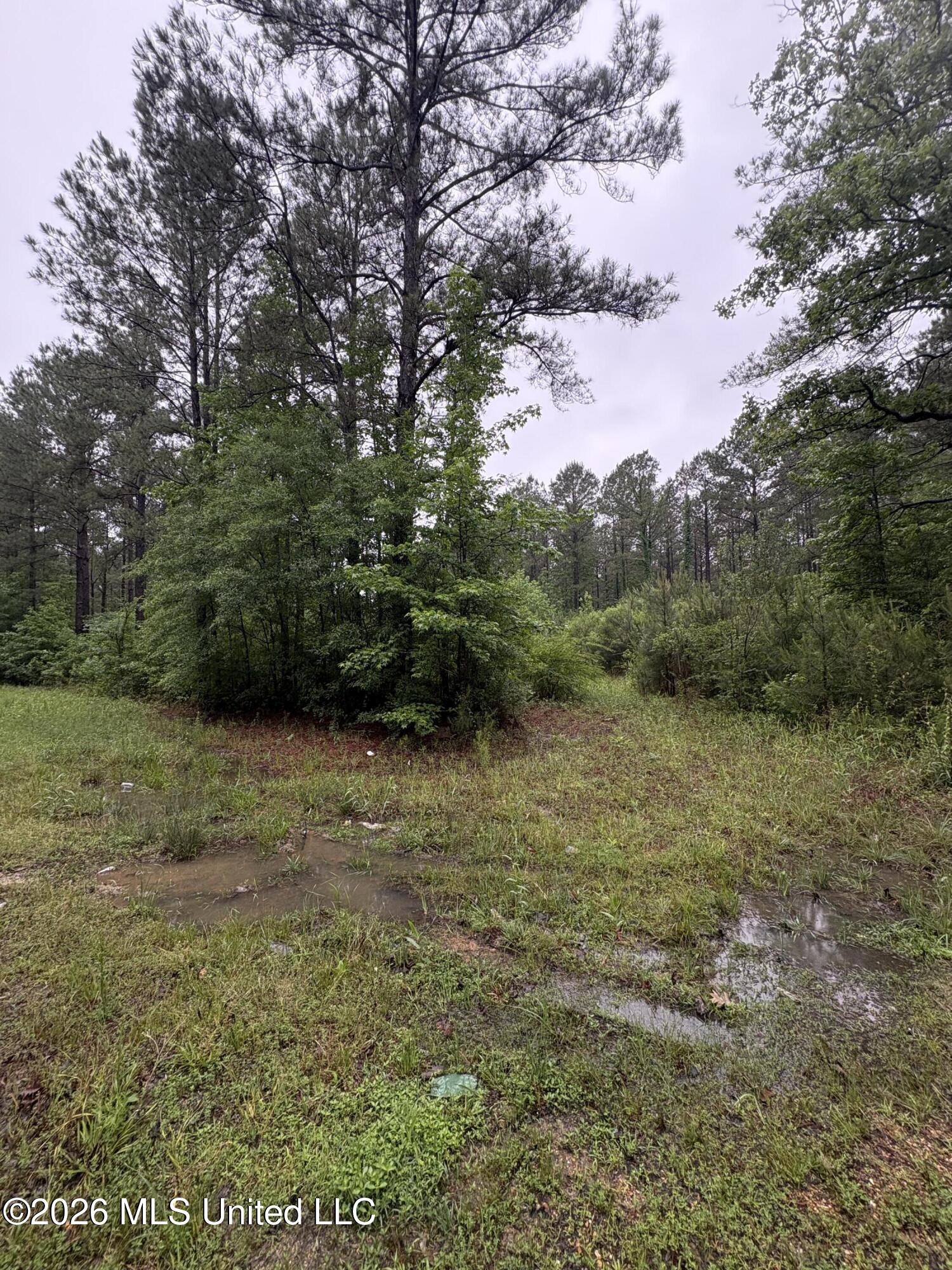 0 Steel Creek Road Georgetown, MS 39078 - Photo 12 of 12 IMG_8368