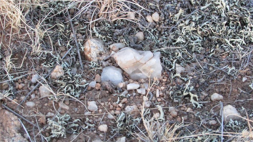15 Co Road Como, CO 80432 - Photo 12 of 13 a close up of a plant