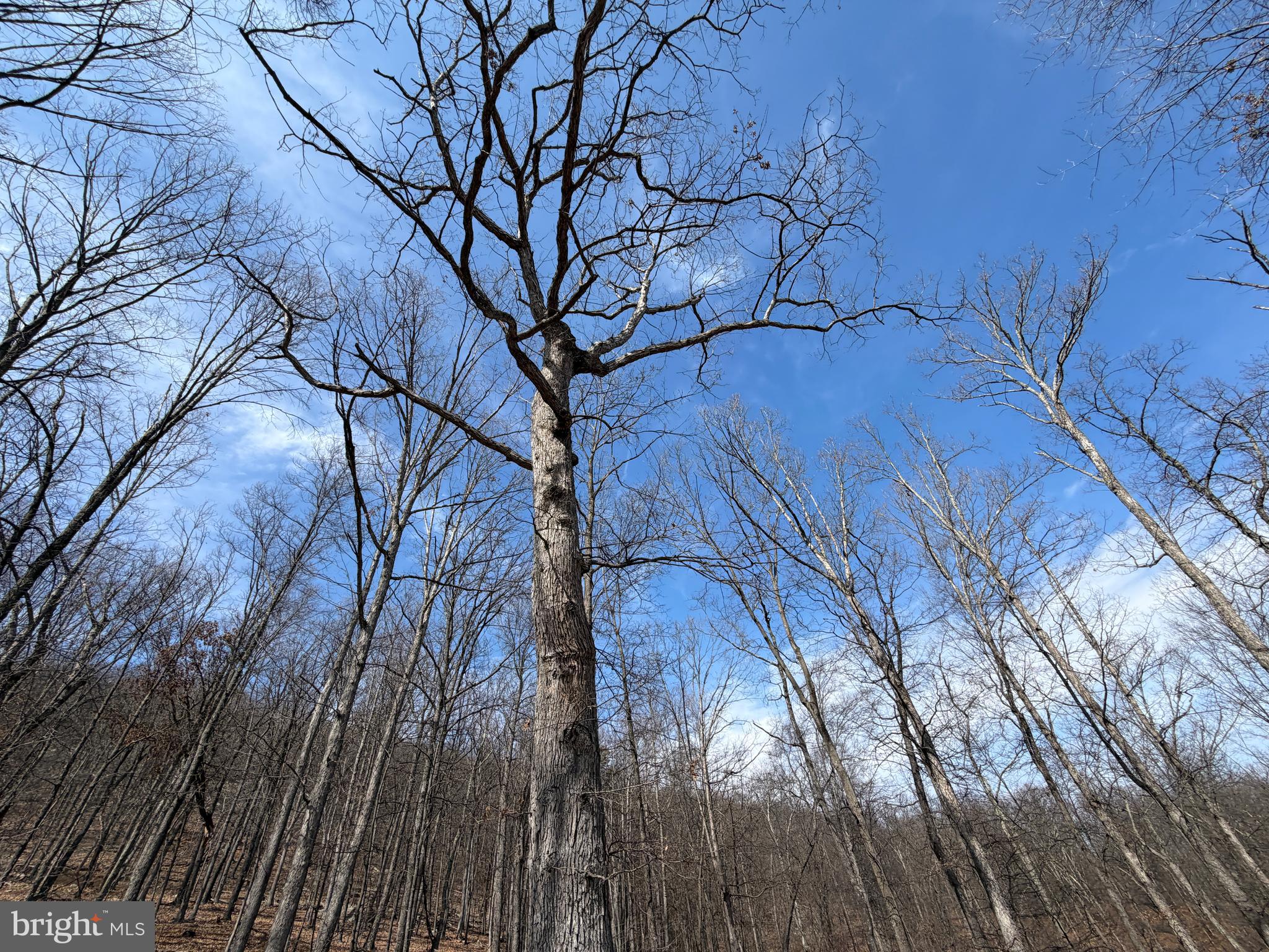 181 Deer Run Road Baker, WV 26801 - Photo 23 of 71 a view of a yard