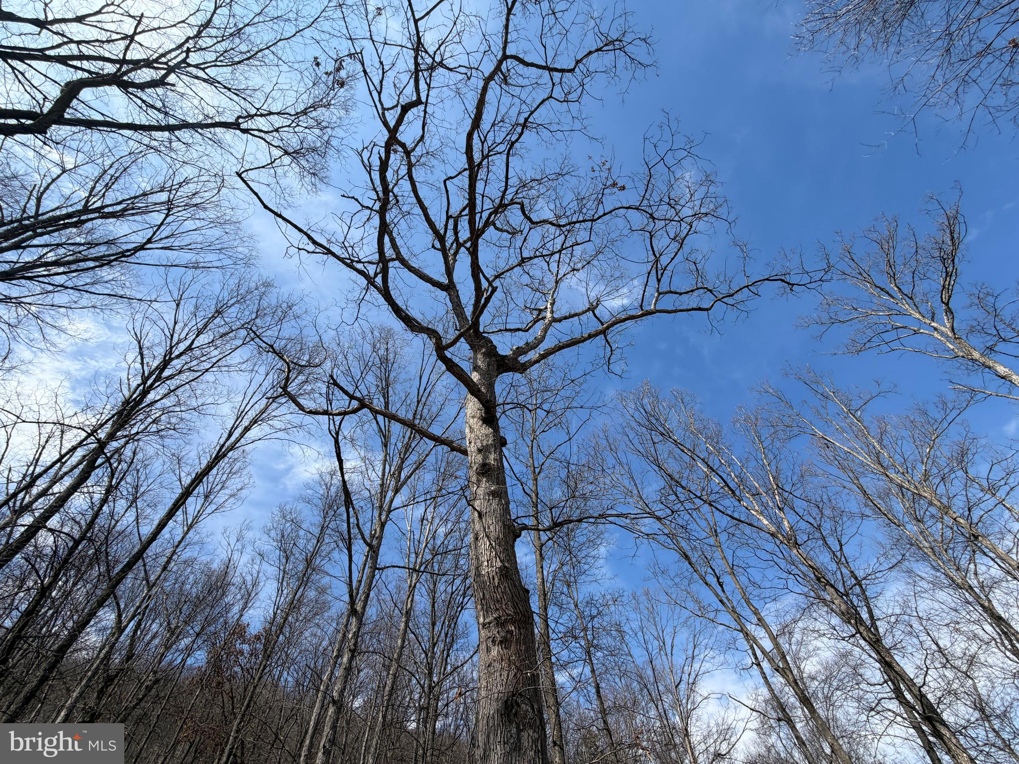 181 Deer Run Road Baker, WV 26801 - Photo 24 of 71 a view of tree in front of a house