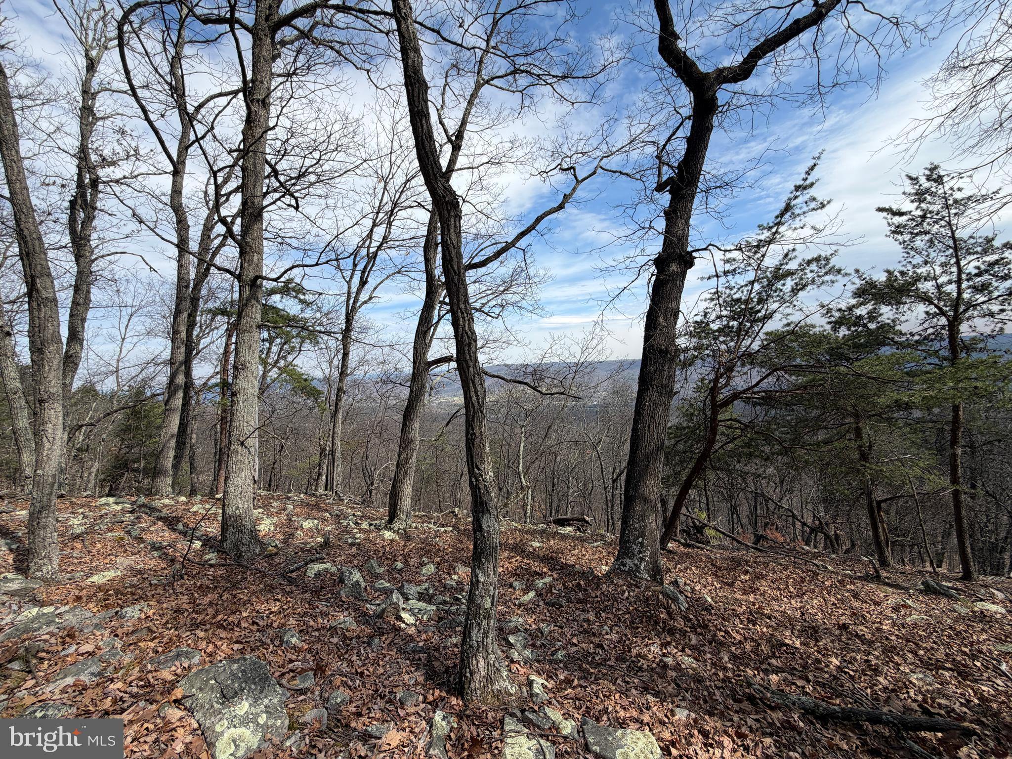181 Deer Run Road Baker, WV 26801 - Photo 26 of 71 a view of a forest filled with trees