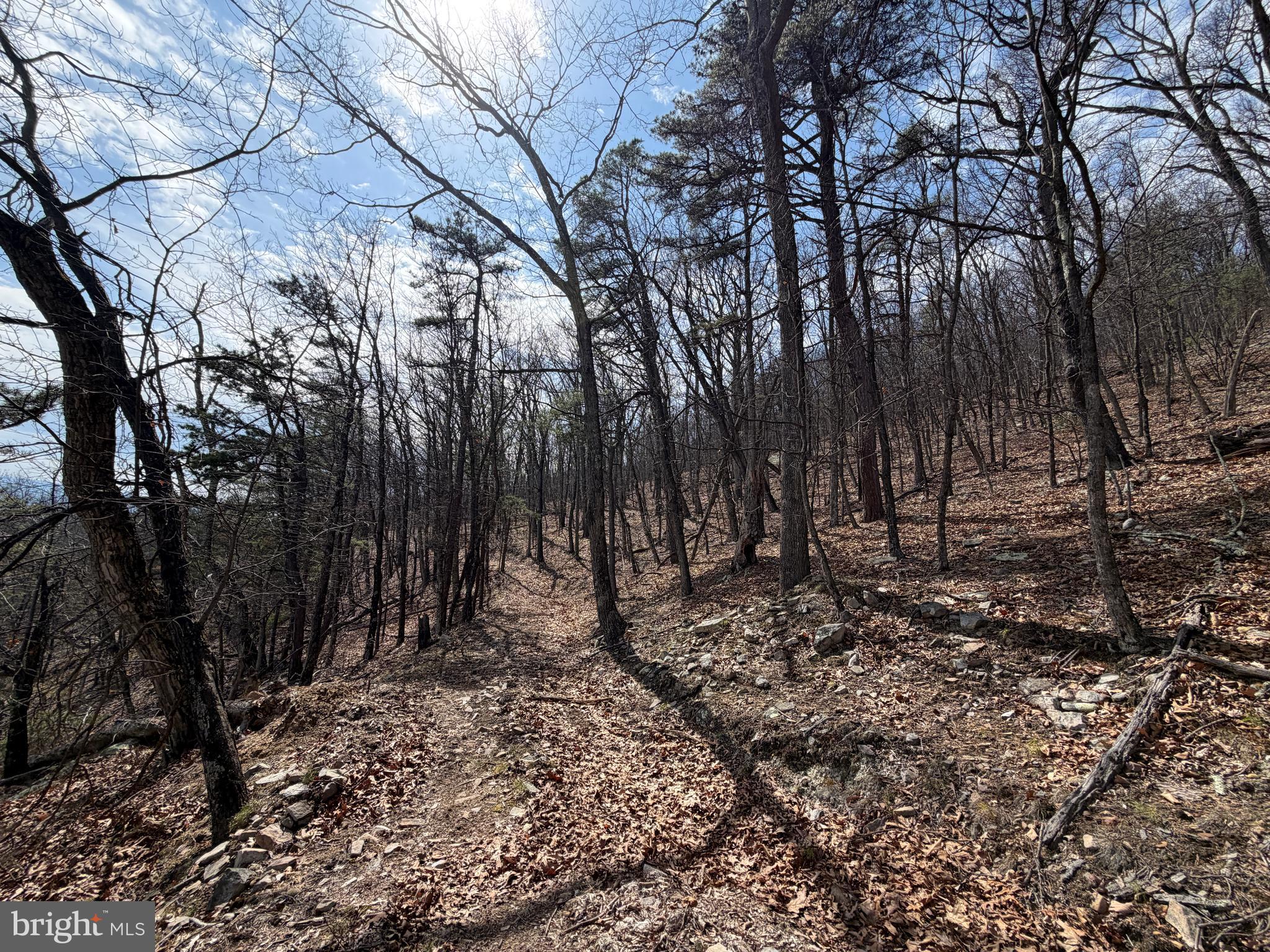 181 Deer Run Road Baker, WV 26801 - Photo 29 of 71 a view of a forest with trees