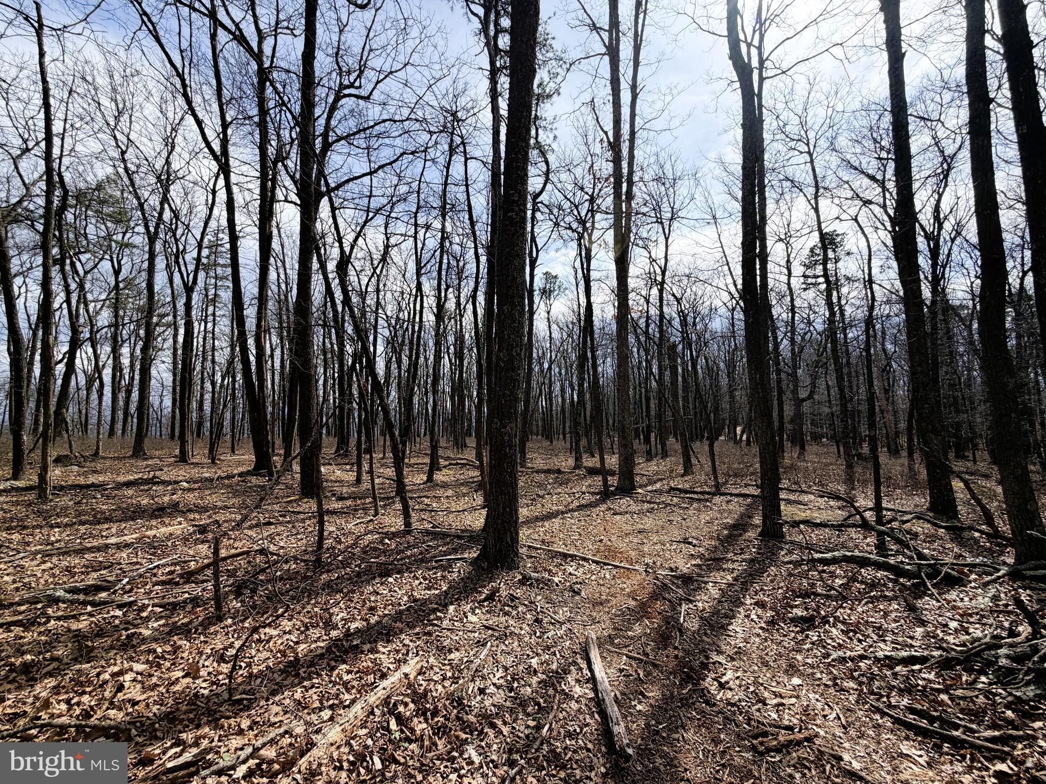 181 Deer Run Road Baker, WV 26801 - Photo 30 of 71 a view of outdoor space with trees