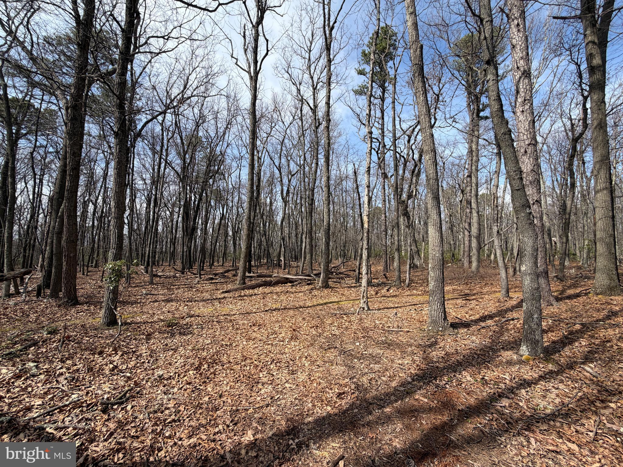 181 Deer Run Road Baker, WV 26801 - Photo 31 of 71 a backyard of water with tall trees