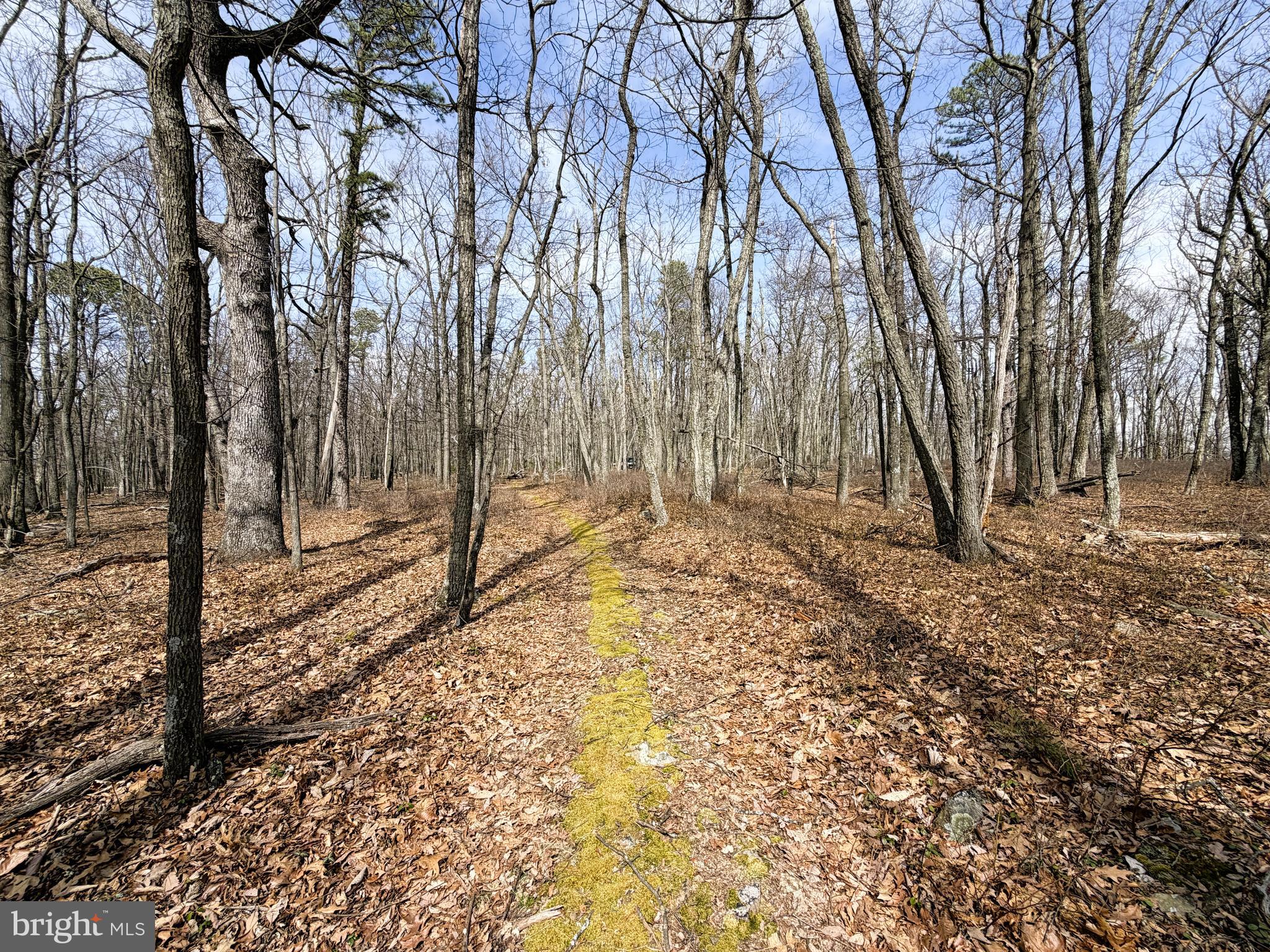 181 Deer Run Road Baker, WV 26801 - Photo 32 of 71 a view of a yard with lots of trees