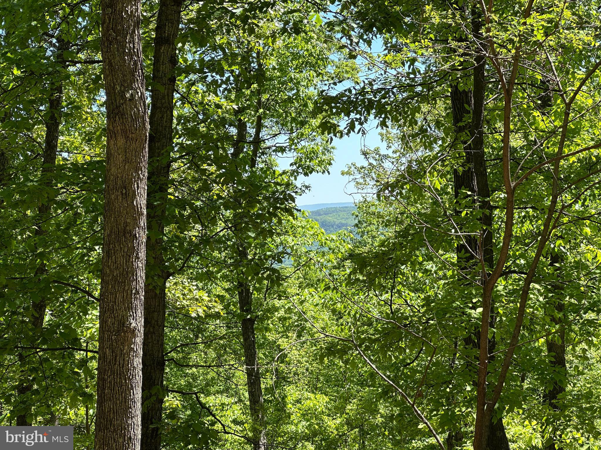 181 Deer Run Road Baker, WV 26801 - Photo 33 of 71 a close up of a tree
